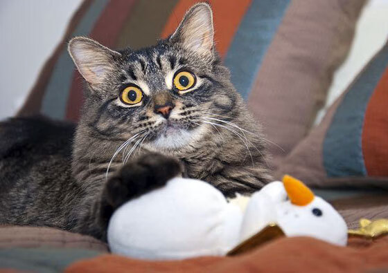 _老将引领奇才,注入球队新生命_,球坛老将