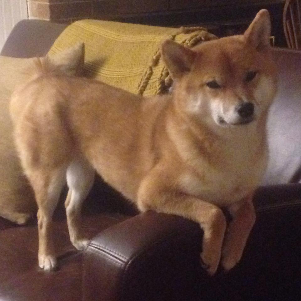 _骑士年轻核心状态火热，未来可期_，骑士lx