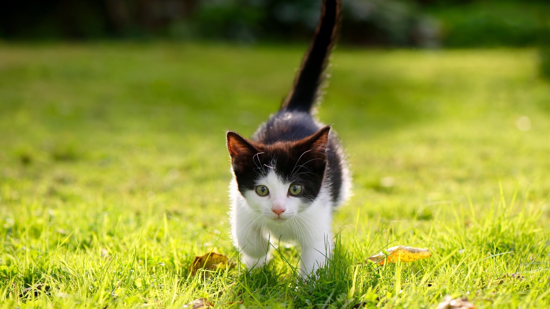 Kaiyun APP-_魔术补强阵容，逆境中坚韧不拔_，魔术cull