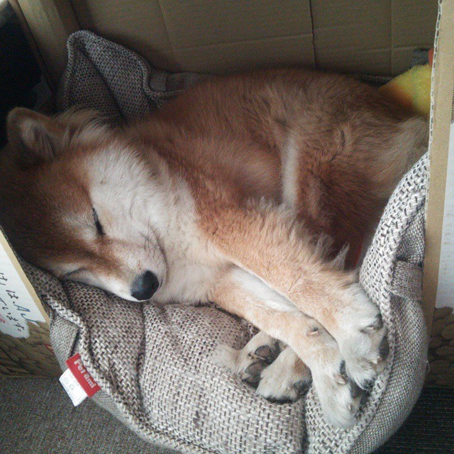 “中国足球新星崭露头角，签约大型青训机构”，中国足球青训梯队