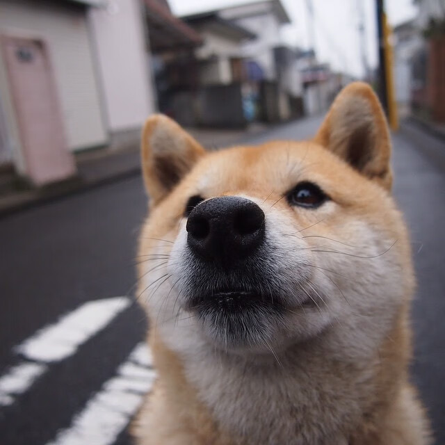 “足球+文化+旅游”深度融合的新生态在多地开花结果,行业迎来黄金期