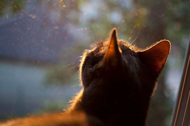 爱游戏登录入口-日本球员体能充沛，比赛节奏快，日本体育很强