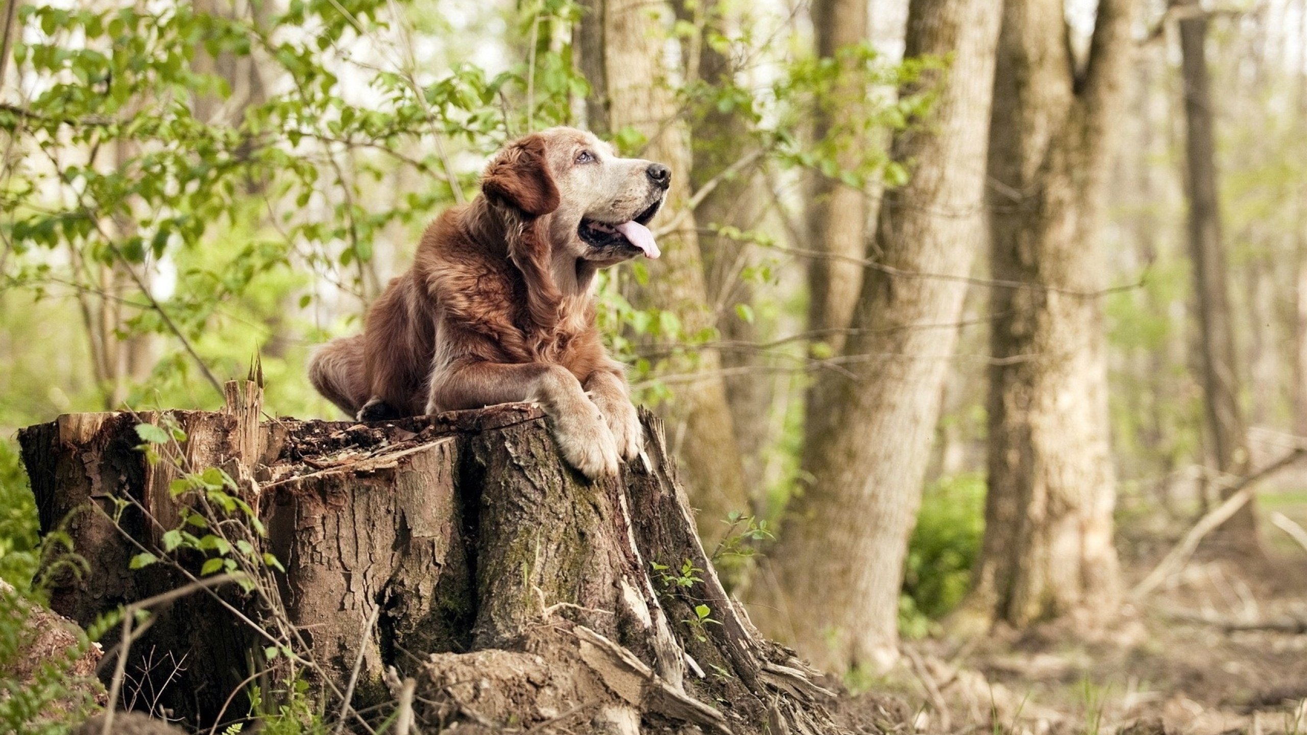 海底热带鱼观察运动,海底运动新奇体验,海底热带鱼视频