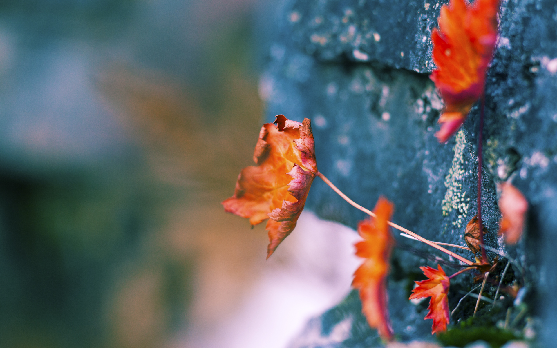 车坛经典:最难忘的冠军历史瞬间,yy车坛宗师是什么礼物