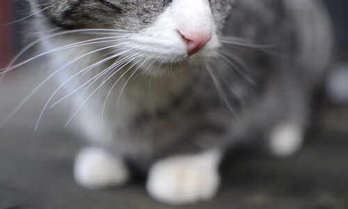 TES推行智能化训练数据管理平台,智能化训练理念