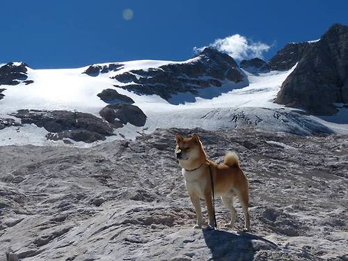 爱游戏app-北美战队国际赛经验显著提升，2021北美战队