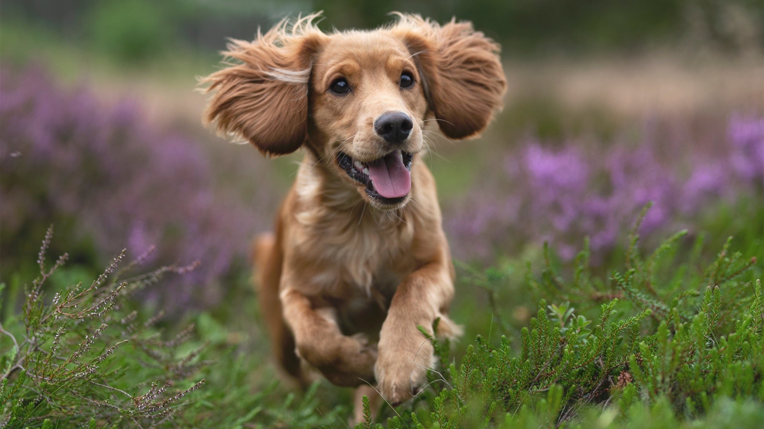 曼城势必击败卡迪夫城,稳居榜首,曼城对战