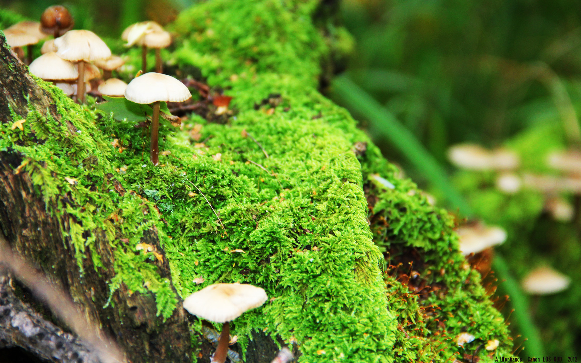 爱游戏下载-欧国联比赛：希腊队完胜土耳其队，希腊vs土耳其足球