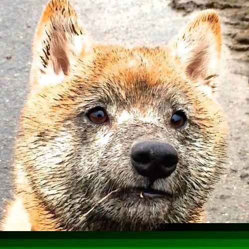 电竞主播内容版权保护现状与法律应对策略分析,电竞游戏直播画面著作权