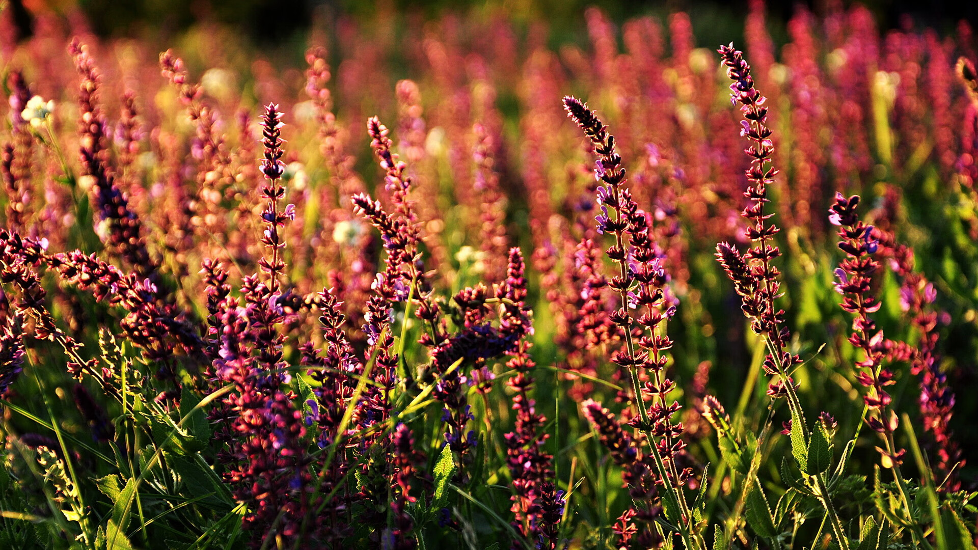 爱游戏官方-瓜达拉哈拉主场迎战美洲队，德比战备受关注，瓜达拉哈拉对莱昂