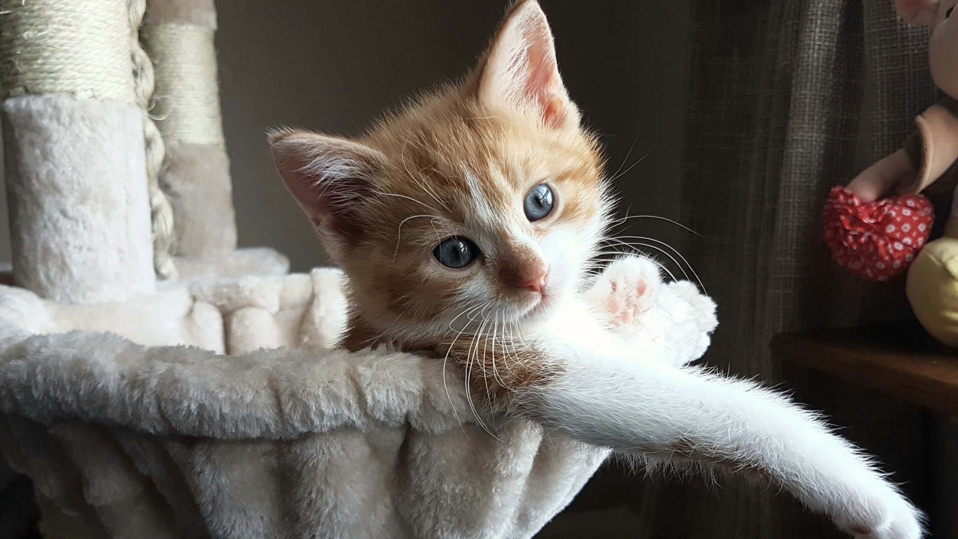 爱游戏体育平台-线上健身课程受欢迎，学员遍布全国，线上健身教练有用吗