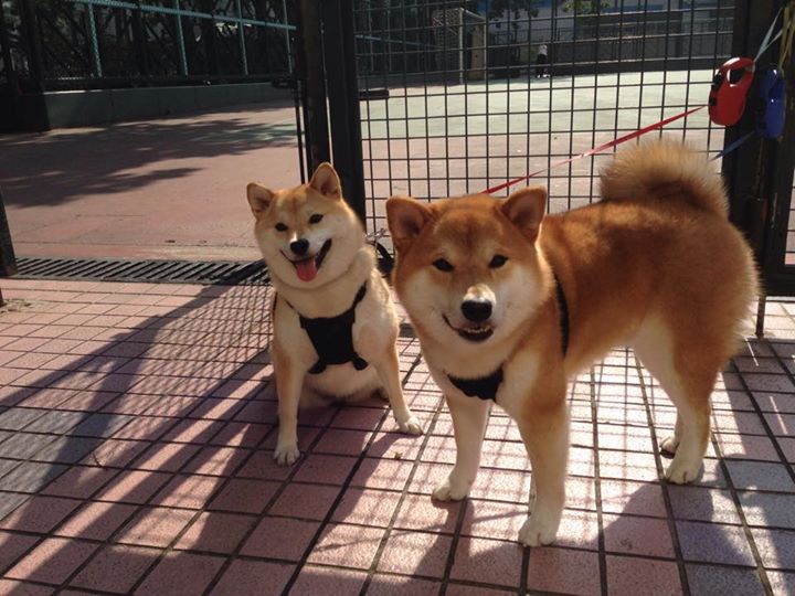 韩国队壮烈厮混,遗憾输给对手,韩国队比赛