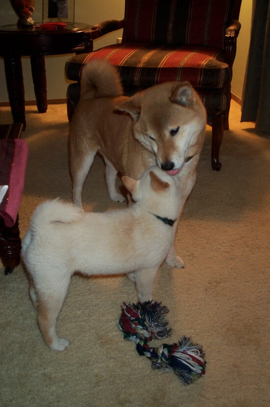 篮球运动员专项体能训练效果评价及优化方案设计,篮球运动员体能训练内容