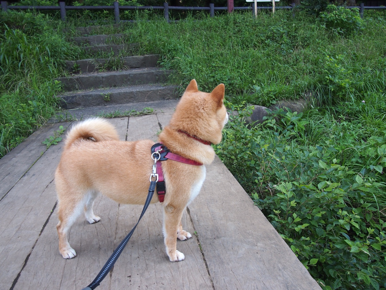 爱游戏登录入口-CBA全明星投票机制是否科学公正，cba全明星投票结果