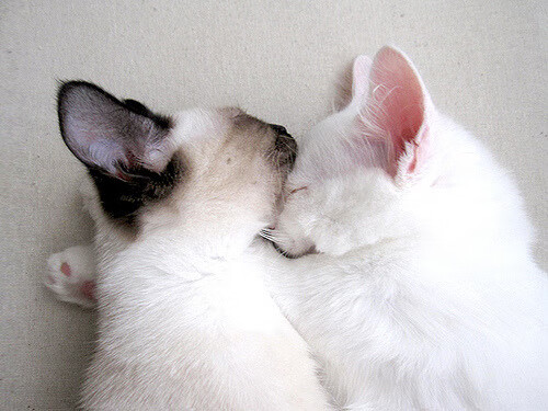 爱游戏官方-快节奏比赛中球星是否更容易失常，快节奏进攻