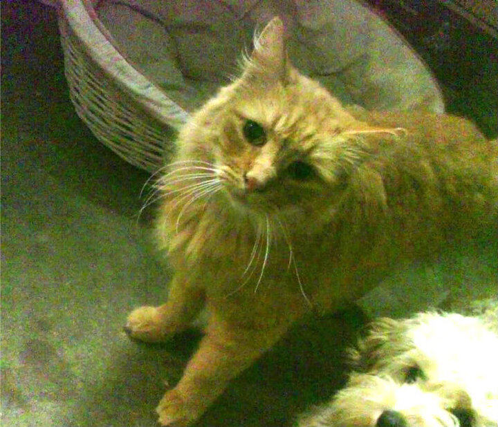 AYX官网-吉尔吉斯斯坦男篮在非洲锦标赛中大放异彩，期待突破