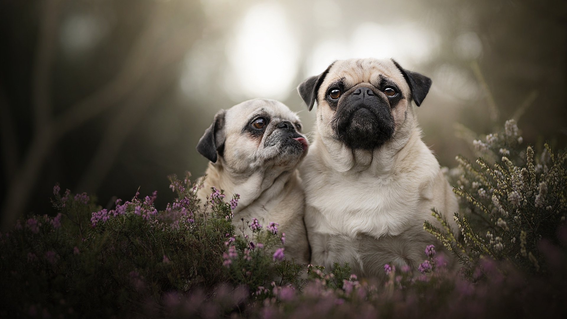 帕金斯：比赛节奏完全按计划走，帕金斯几个冠军