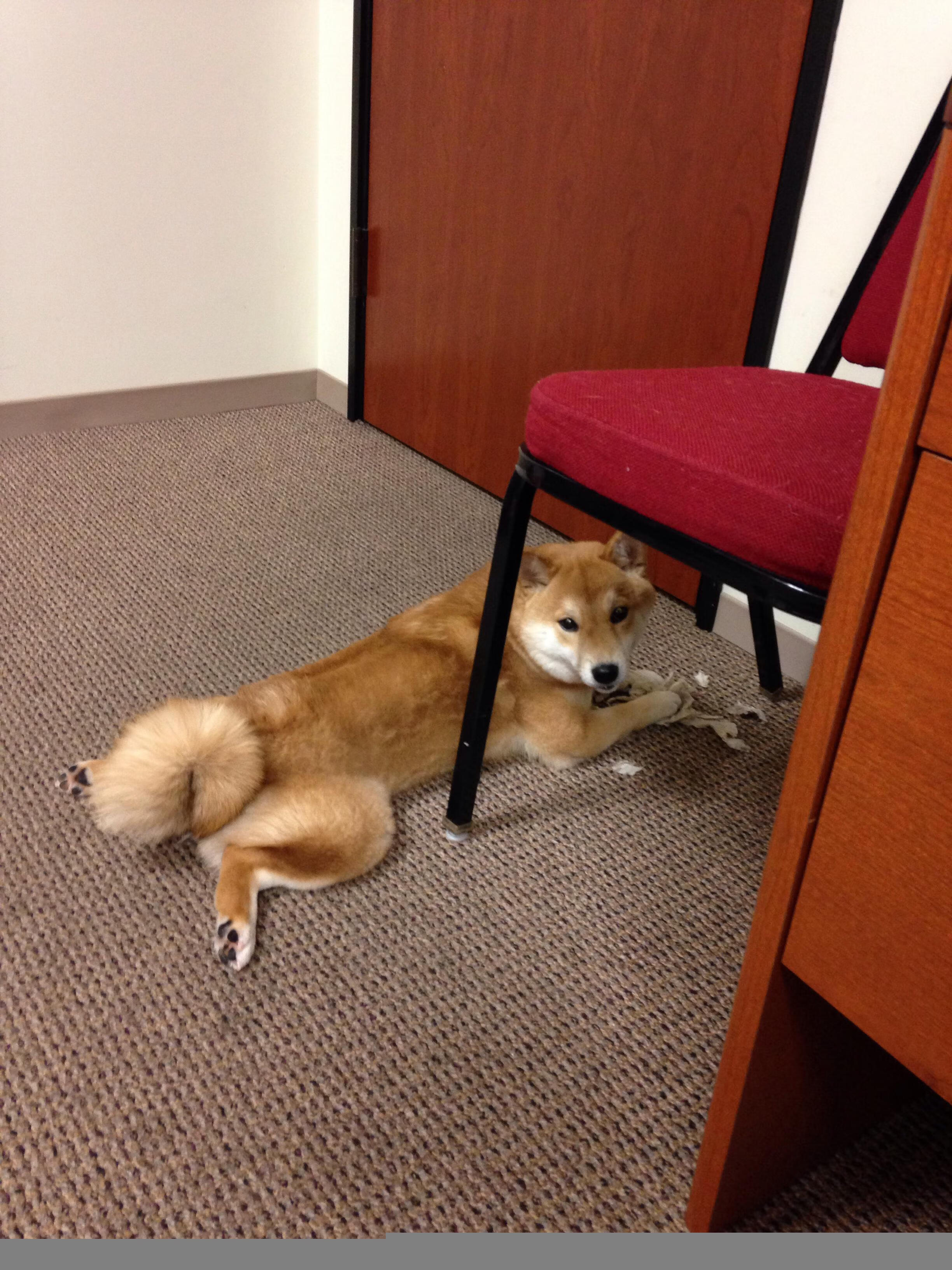 德甲决战变局:关键时刻的战略调整,德甲揭幕战历史战绩