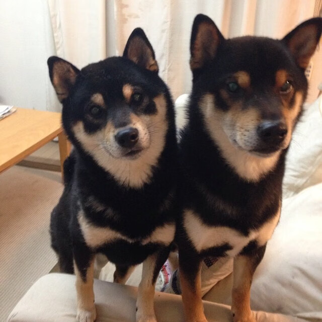 爱游戏官方网站-斯洛伐克女篮在欧洲预赛中表现优异，期待奥运门票，斯洛伐克欧洲杯预选赛