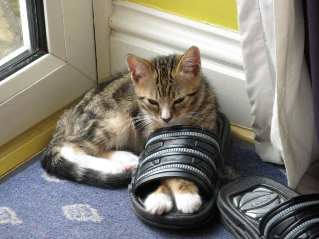 爱游戏下载-桑乔加盟曼城，英超顶级转会引发关注