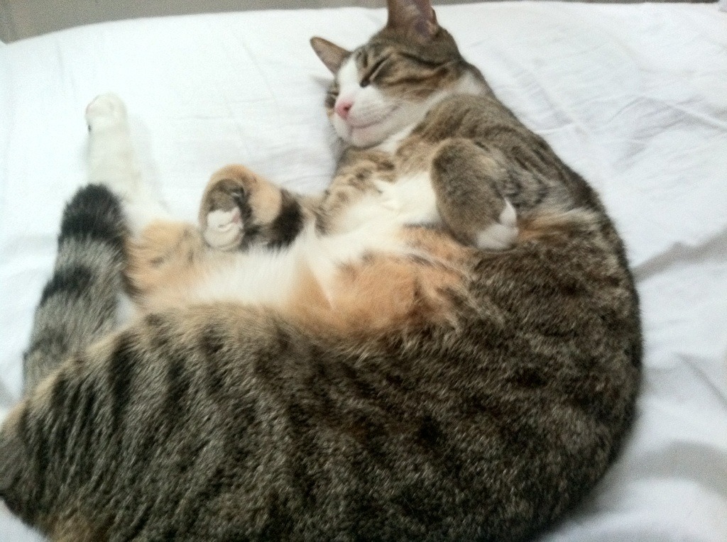 爱游戏-步行者全队保持健康阵容完整性强，步行者什么