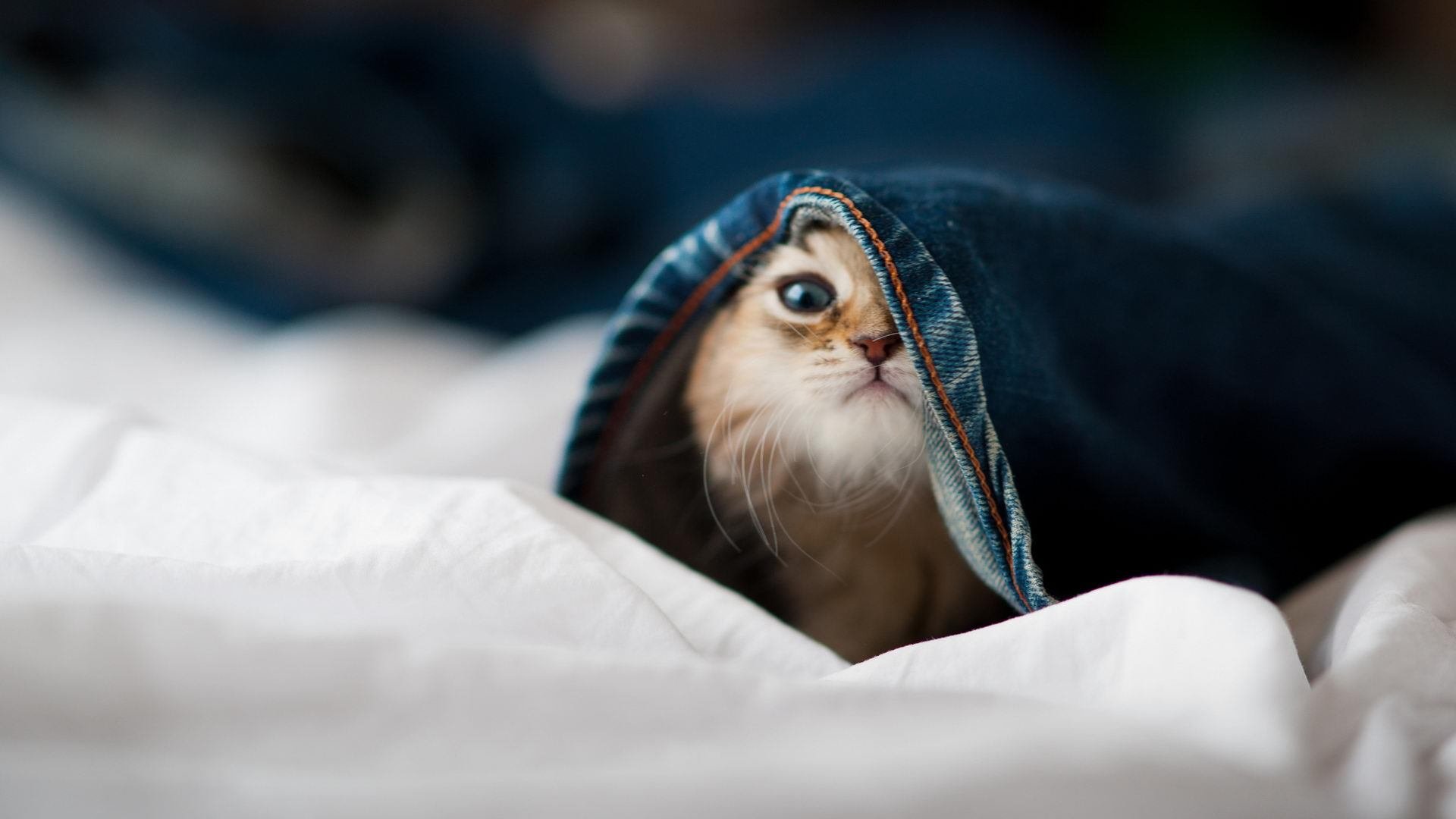 AYX体育官网-科特迪瓦男篮在非洲锦标赛中持续升温，体育事业步入新高峰，非洲 科特迪瓦