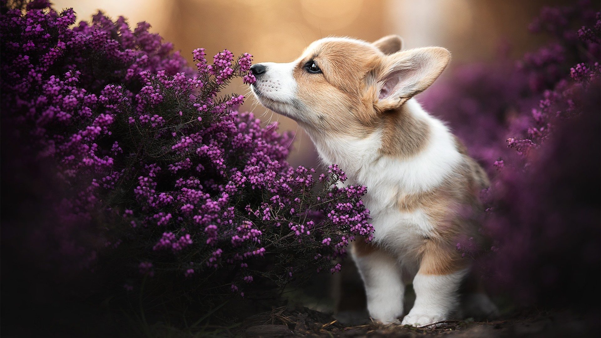 美洲杯明星大放异彩:个人秀场竞技巅峰,美洲杯新人